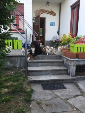 B&B Il Tempo Del Sogno Con Cani E Gatti Pet&Breakfast 바메노 외부 사진