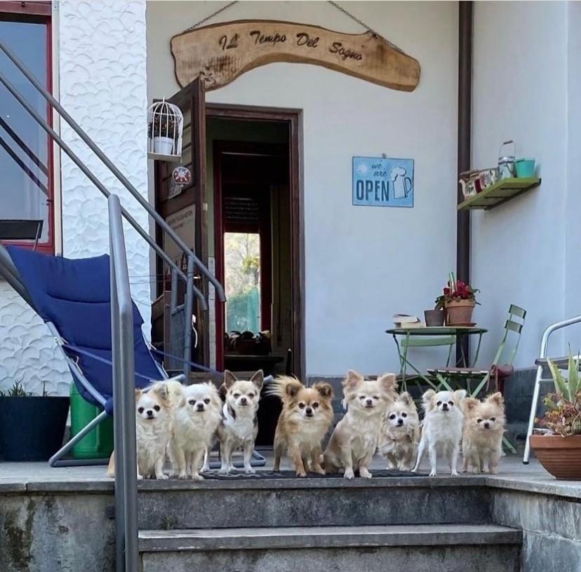 B&B Il Tempo Del Sogno Con Cani E Gatti Pet&Breakfast 바메노 외부 사진